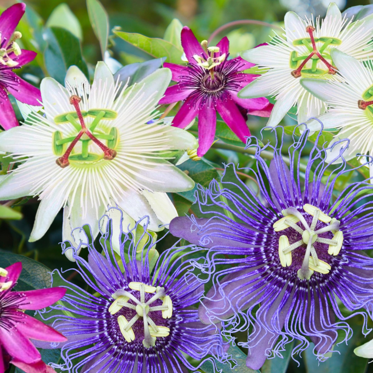 Floarea pasiunii - 3 buc - Passiflora hybridum - Înălţime 25-40cm - ⌀9cm