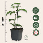 Floarea pasiunii - 3 buc - Passiflora hybridum - Înălţime 25-40cm - ⌀9cm