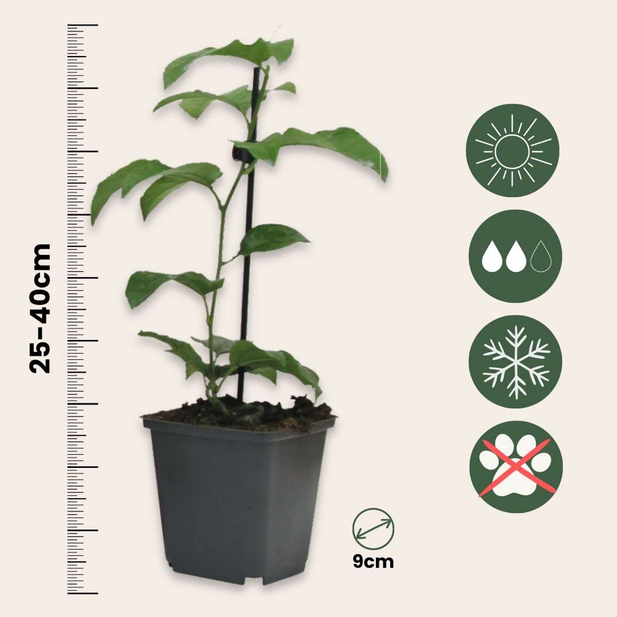 Floarea pasiunii - 3 buc - Passiflora hybridum - Înălţime 25-40cm - ⌀9cm