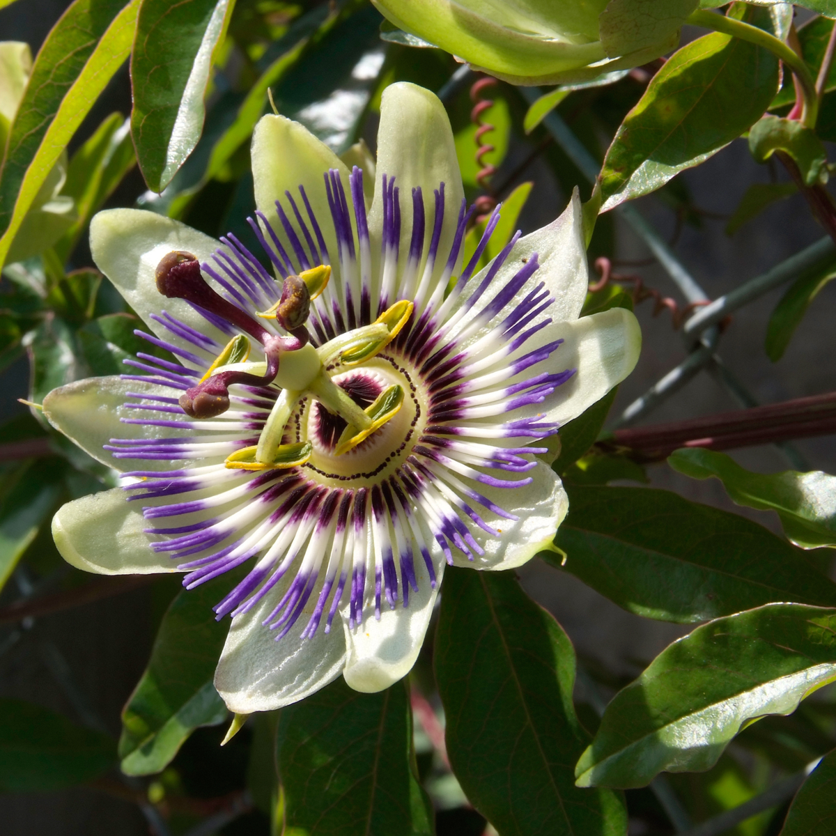 Floarea pasiunii - 6 buc - Passiflora edulis 'Frederick' - În. 25-40cm - ⌀9cm