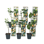 Floarea pasiunii - 6 buc - Passiflora edulis 'Frederick' - În. 25-40cm - ⌀9cm