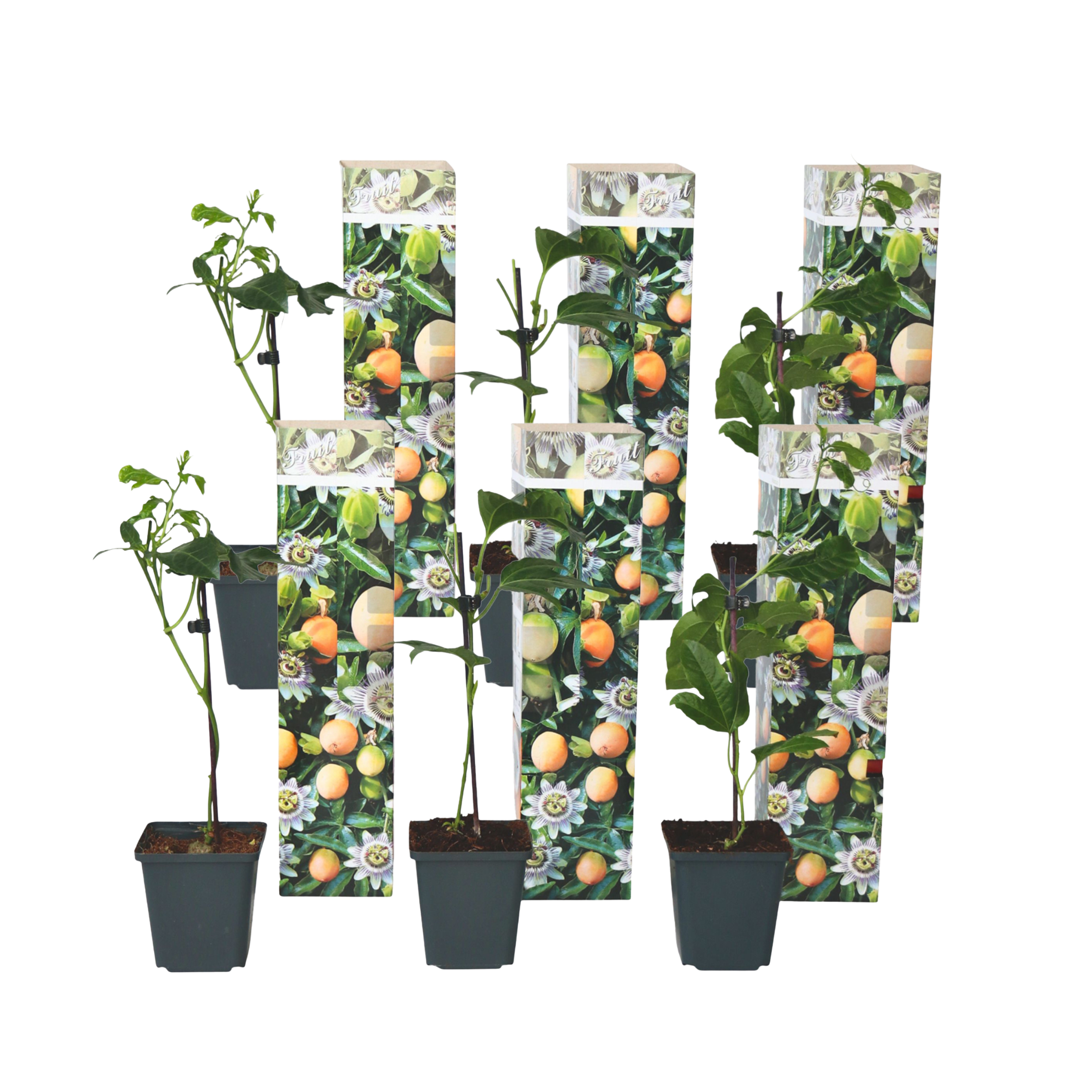 Floarea pasiunii - 6 buc - Passiflora edulis 'Frederick' - În. 25-40cm - ⌀9cm
