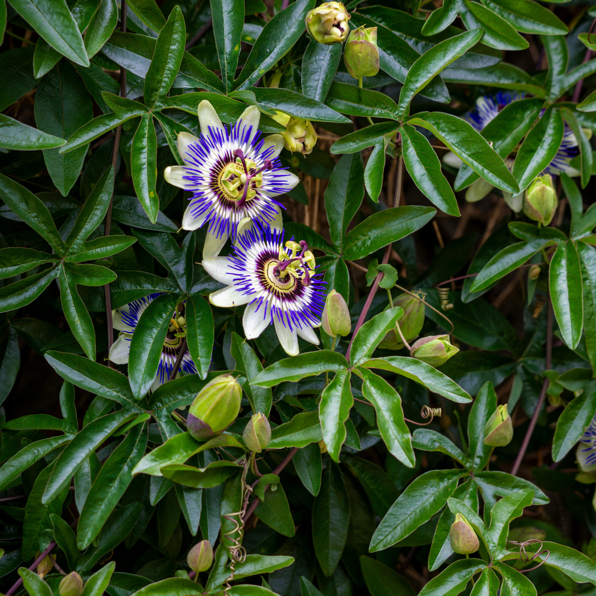 Floarea pasiunii - 6 buc - Passiflora edulis 'Frederick' - În. 25-40cm - ⌀9cm