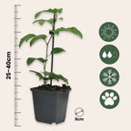 Floarea pasiunii - 6 buc - Passiflora edulis 'Frederick' - În. 25-40cm - ⌀9cm