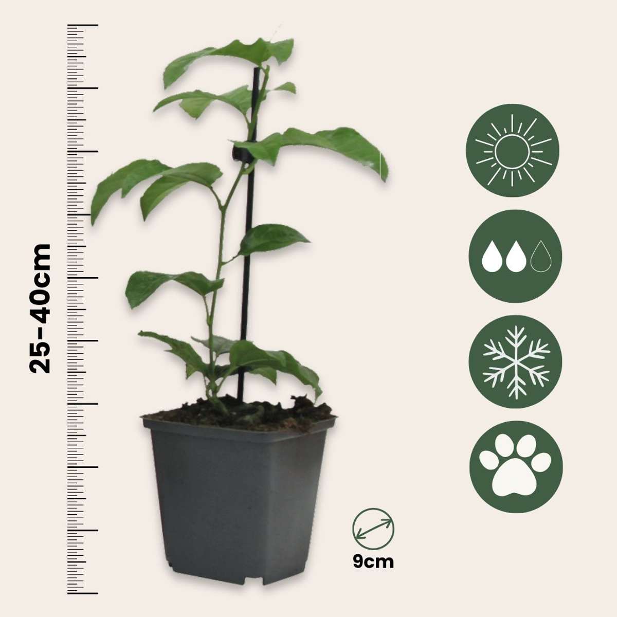Floarea pasiunii - 6 buc - Passiflora edulis 'Frederick' - În. 25-40cm - ⌀9cm