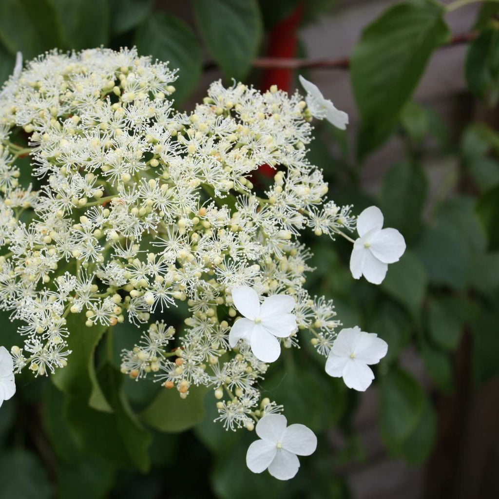 Hortensie - 3 buc - Hydrangea anomale petiolaris - Înălţime 25-40cm - ⌀9cm