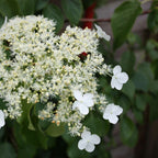Hortensie - 3 buc - Hydrangea anomale petiolaris - Înălţime 25-40cm - ⌀9cm