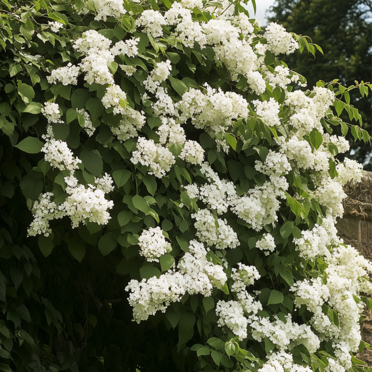 Hortensie - 3 buc - Hydrangea anomale petiolaris - Înălţime 25-40cm - ⌀9cm