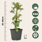 Hortensie - 3 buc - Hydrangea anomale petiolaris - Înălţime 25-40cm - ⌀9cm