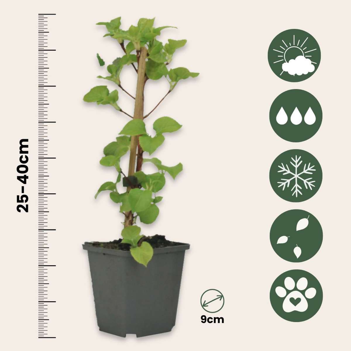 Hortensie - 3 buc - Hydrangea anomale petiolaris - Înălţime 25-40cm - ⌀9cm