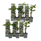 Hortensie - 6 buc - Hydrangea anomale petiolaris - Înălţime 25-40cm - ⌀9cm