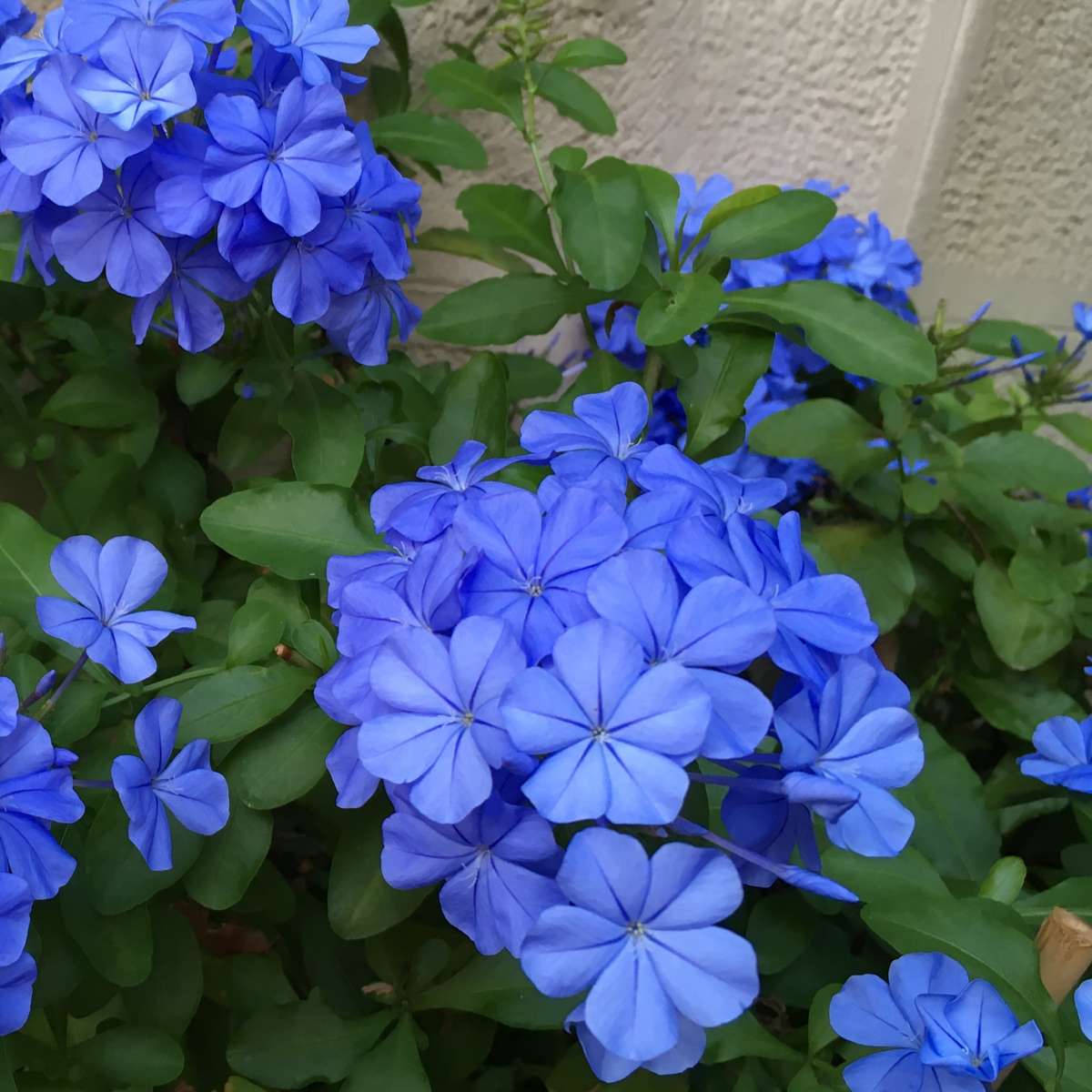 Floarea de plumb - 3 buc - Plumbago auriculata - Înălţime 25-40cm - ⌀9cm