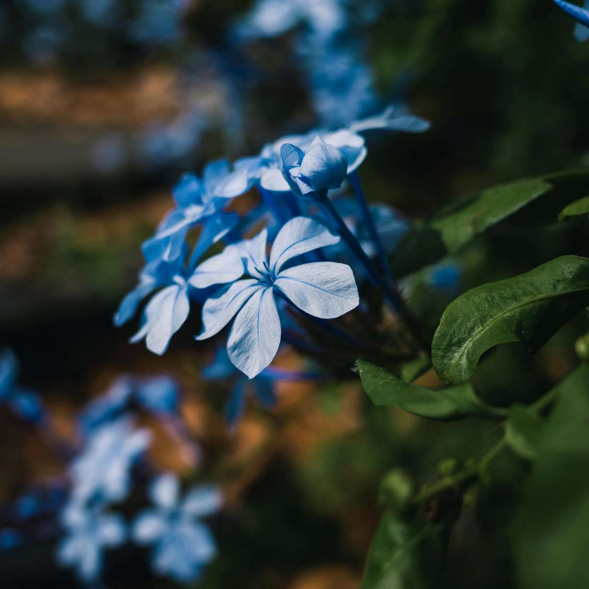 Floarea de plumb - 3 buc - Plumbago auriculata - Înălţime 25-40cm - ⌀9cm