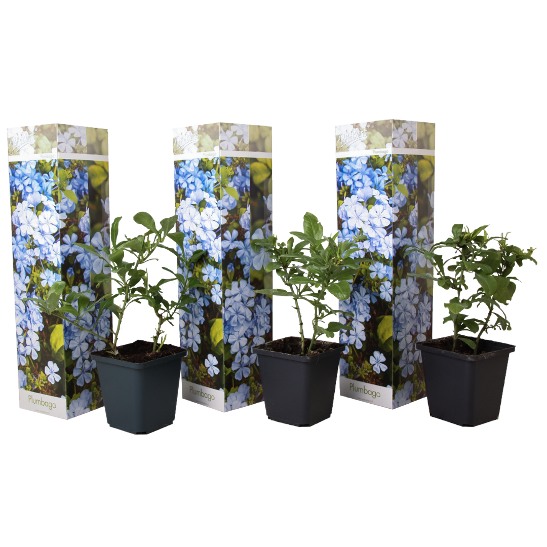 Floarea de plumb - 3 buc - Plumbago auriculata - Înălţime 25-40cm - ⌀9cm