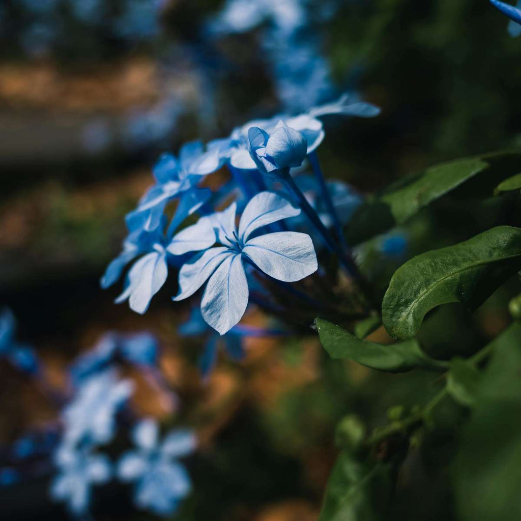 Floarea de plumb - 6 buc - Plumbago auriculata - Înălţime 25-40cm - ⌀9cm