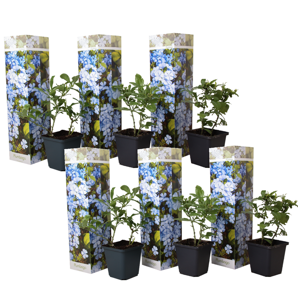 Floarea de plumb - 6 buc - Plumbago auriculata - Înălţime 25-40cm - ⌀9cm