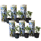 Floarea de plumb - 6 buc - Plumbago auriculata - Înălţime 25-40cm - ⌀9cm