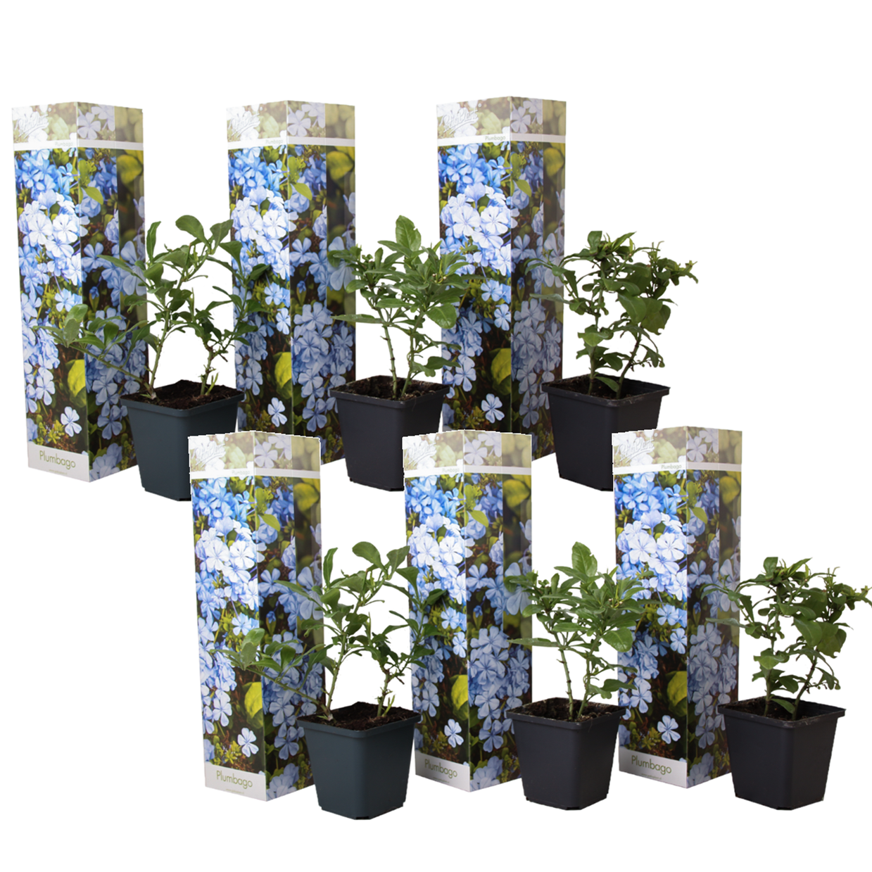 Floarea de plumb - 6 buc - Plumbago auriculata - Înălţime 25-40cm - ⌀9cm