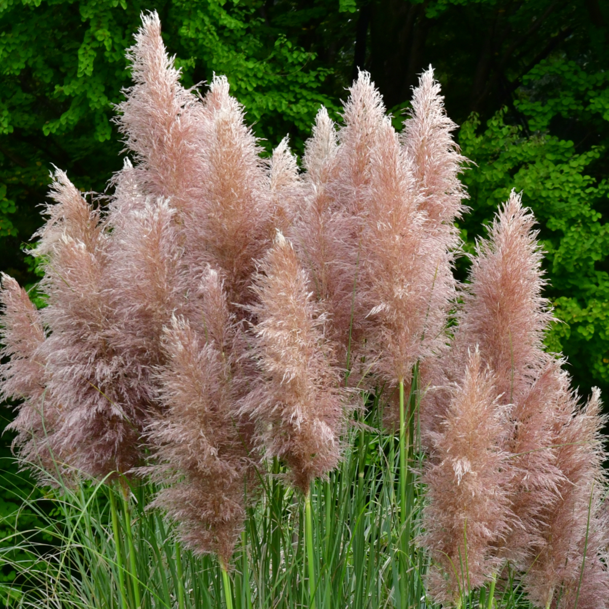 Iarbă de pampas - 6 buc - Cortaderia selloana - Înălţime 25-40cm - ⌀9cm