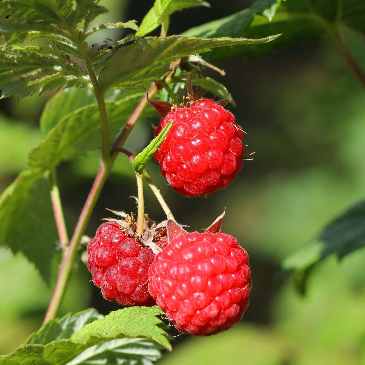 Plantă de zmeură - 6 buc - Rubus ideaus 'Autumn Bliss' - Înălţime 25-40cm - ⌀9cm