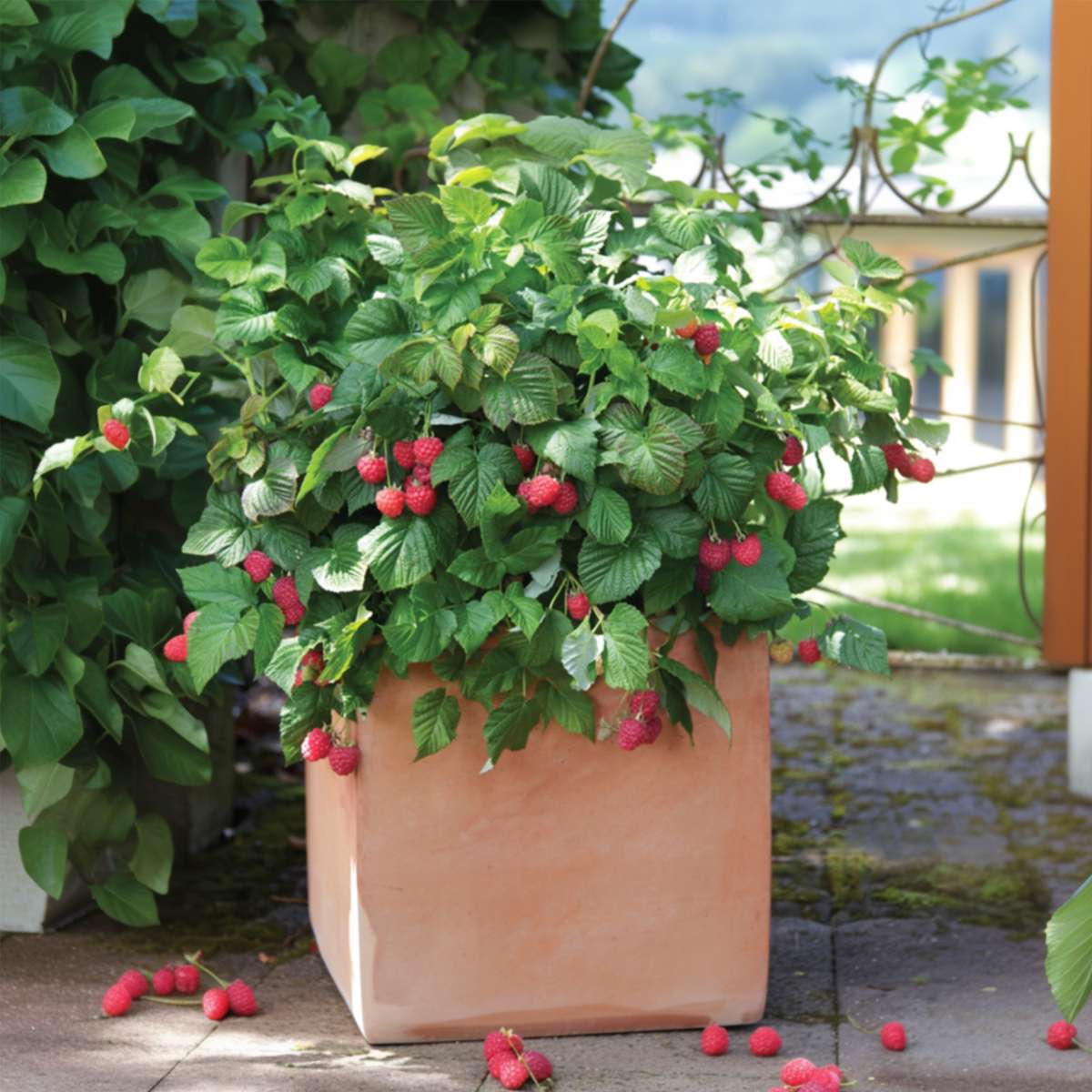 Plantă de zmeură - 6 buc - Rubus ideaus 'Autumn Bliss' - Înălţime 25-40cm - ⌀9cm