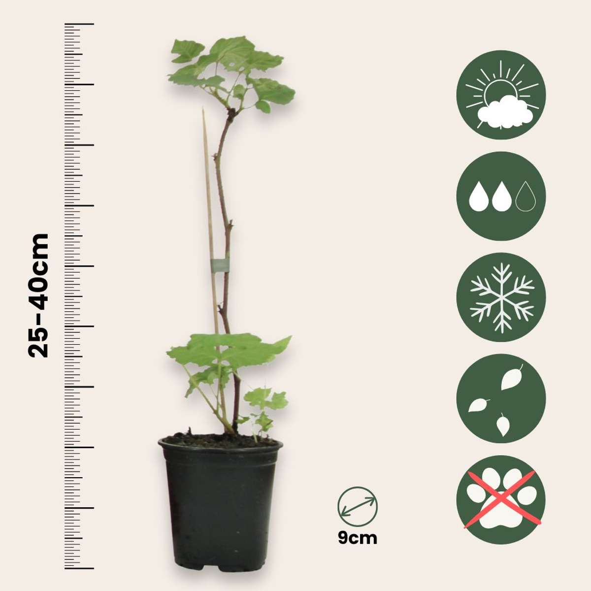 Plantă de zmeură - 6 buc - Rubus ideaus 'Autumn Bliss' - Înălţime 25-40cm - ⌀9cm