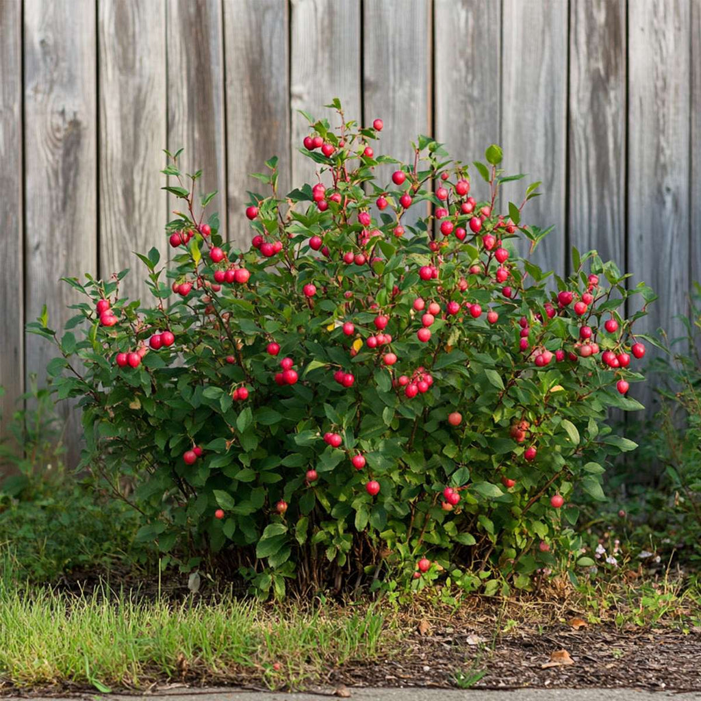 Superfructe - 6 buc - Actinidia, Vaccinium - Înălţime 25-40cm - ⌀9cm