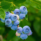 Superfructe - 6 buc - Actinidia, Vaccinium - Înălţime 25-40cm - ⌀9cm