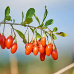 Superfructe - 6 buc - Actinidia, Vaccinium - Înălţime 25-40cm - ⌀9cm