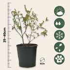 Superfructe - 6 buc - Actinidia, Vaccinium - Înălţime 25-40cm - ⌀9cm