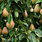 Coloane de fructe - 3 buc - Măr, pere - Înălţime 60-70cm - ⌀9cm