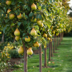 Coloane de fructe - 6 buc - Măr, pere - Înălţime 60-70cm - ⌀9cm