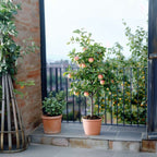 Măr - 2 buc - Malus - Înălţime 60-70cm - ⌀17cm