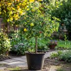 Măr - 2 buc - Malus - Înălţime 60-70cm - ⌀17cm