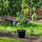 Măr - 2 buc - Malus - Înălţime 60-70cm - ⌀17cm