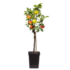 Măr - Malus - Înălţime 60-70cm - ⌀17cm