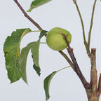 Măr - 2 buc - Malus - Înălţime 60-70cm - ⌀17cm