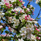 Măr - 2 buc - Malus - Înălţime 60-70cm - ⌀17cm