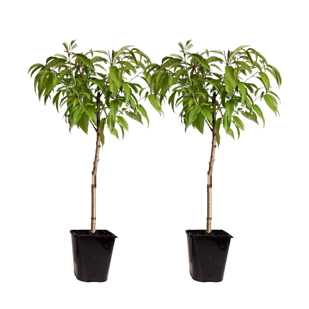 Piersic - 2 buc - Prunus persica 'Saturne' - Înălţime 60-70cm - ⌀15cm