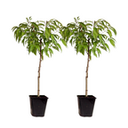 Piersic - 2 buc - Prunus persica 'Saturne' - Înălţime 60-70cm - ⌀15cm