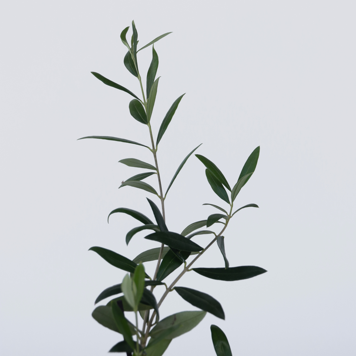 Măslin - 2 buc - Olea europaea - Înălţime 25-40cm - ⌀9cm