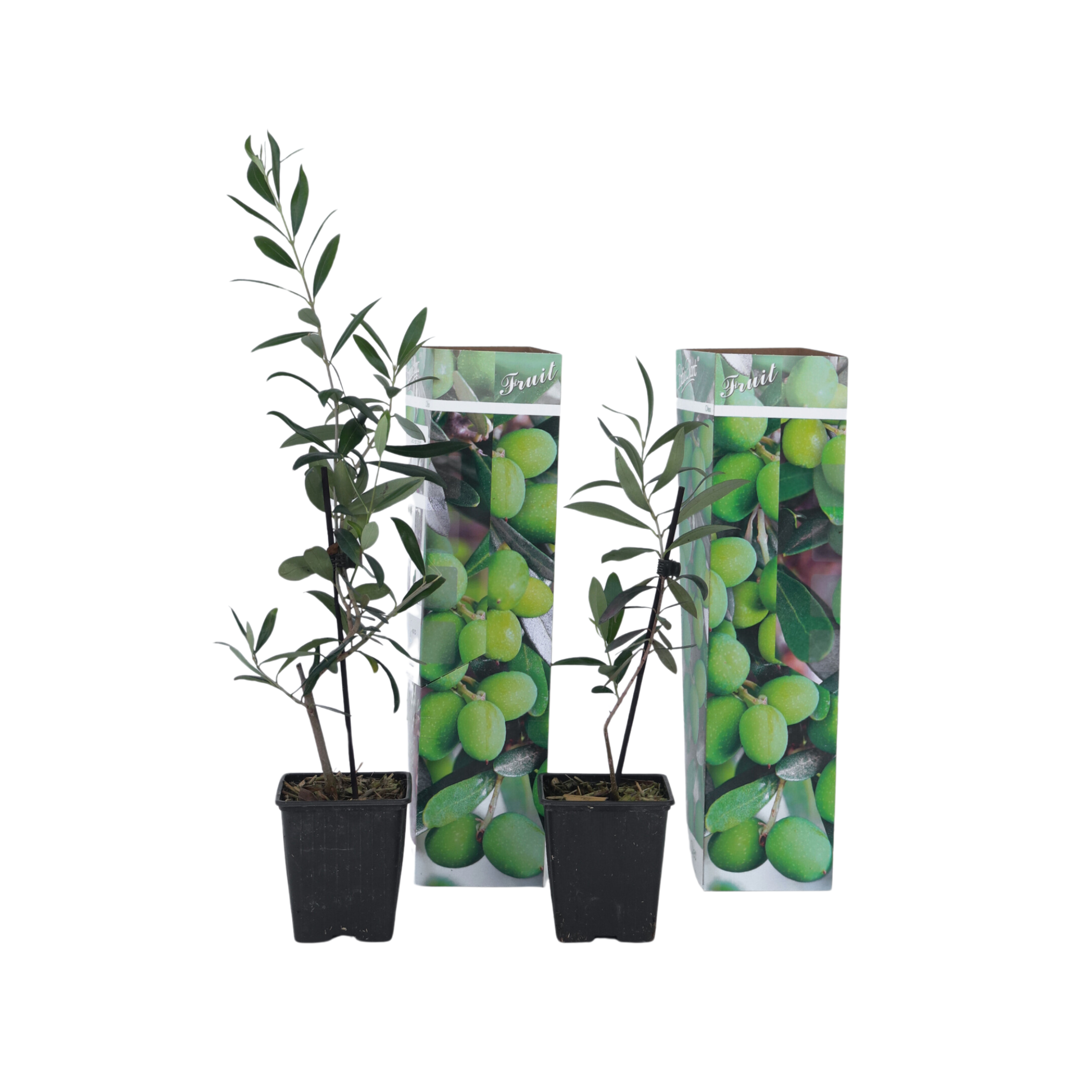 Măslin - 2 buc - Olea europaea - Înălţime 25-40cm - ⌀9cm