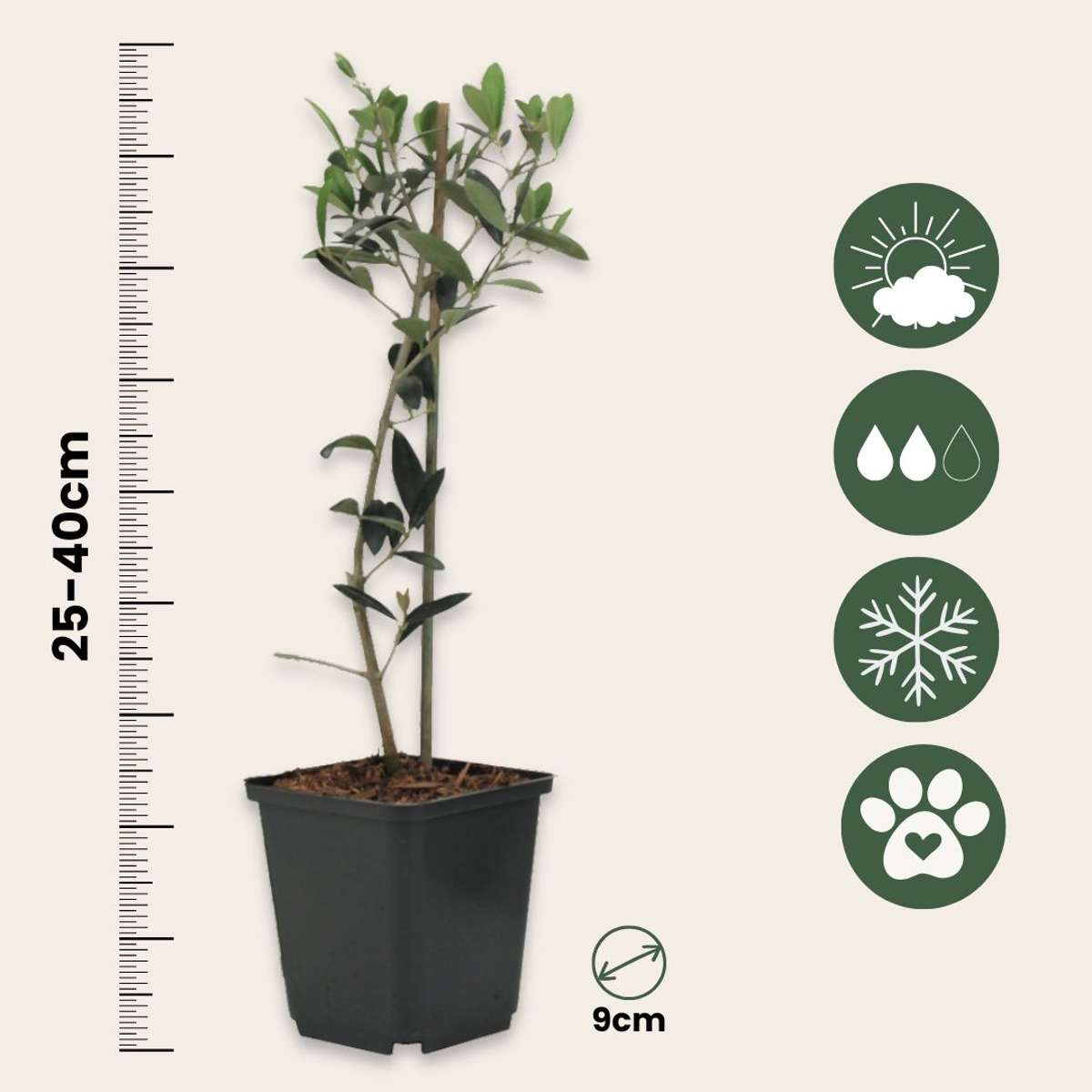 Măslin - 2 buc - Olea europaea - Înălţime 25-40cm - ⌀9cm