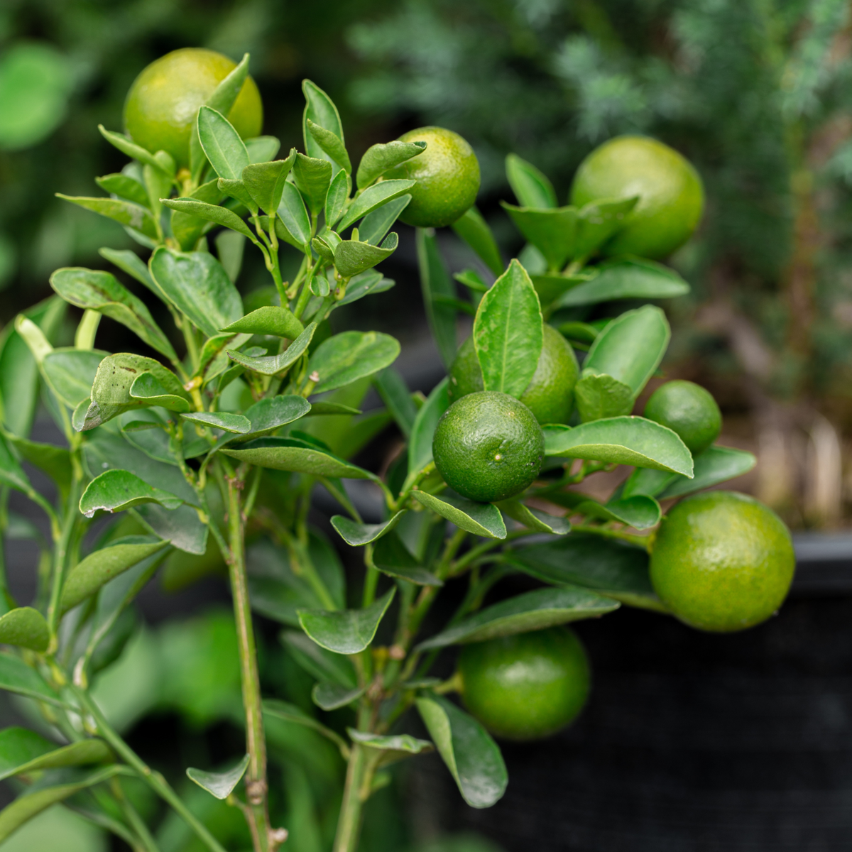 Limetă - 3 buc - Citrus aurantifolia - Înălţime 25-40cm - ⌀9cm