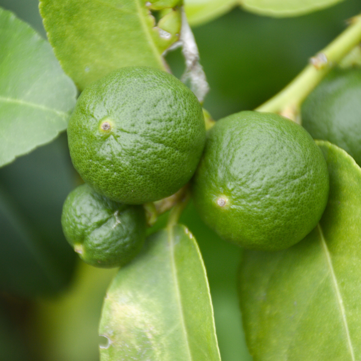 Limetă - 3 buc - Citrus aurantifolia - Înălţime 25-40cm - ⌀9cm
