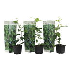 Limetă - 3 buc - Citrus aurantifolia - Înălţime 25-40cm - ⌀9cm