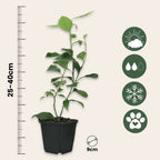 Limetă - 3 buc - Citrus aurantifolia - Înălţime 25-40cm - ⌀9cm