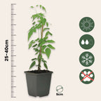 Iasomie - 3 buc - Jasminum 'Officinale' - Înălţime 25-40cm - ⌀9cm