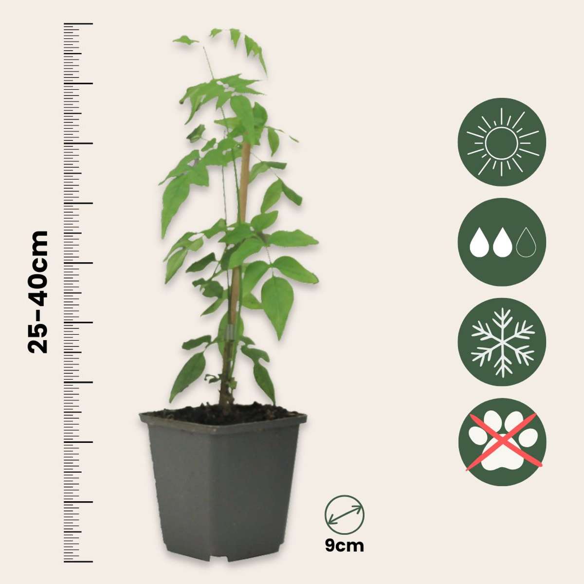 Iasomie - 3 buc - Jasminum 'Officinale' - Înălţime 25-40cm - ⌀9cm
