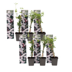 Iasomie - 6 buc - Jasminum 'Officinale'  - Înălţime 25-40cm - ⌀9cm